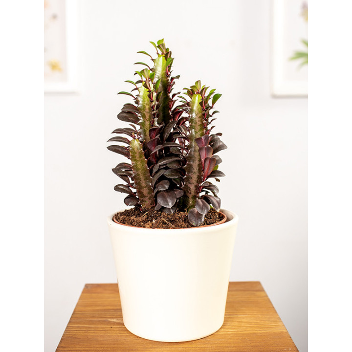 Wilczomlecz 'Rubra'