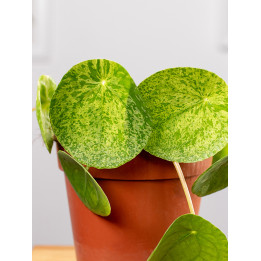 Pilea 'Mojito'