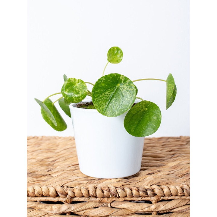 Pilea 'Mojito'