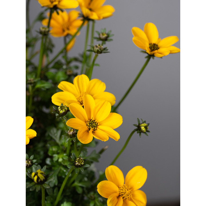 Bidens
