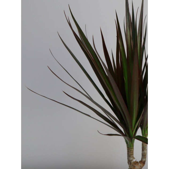 Dracena 'Magenta' | 3 pędy