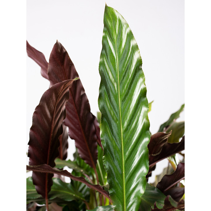 Kalatea 'Wavestar'