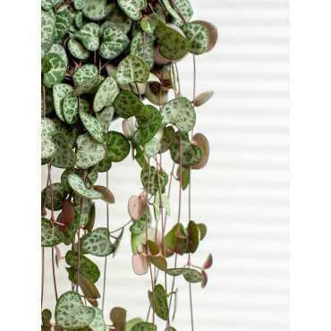 Ceropegia woodii