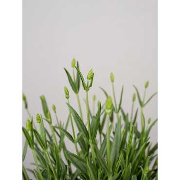 Lawenda 'Lavance Purple'