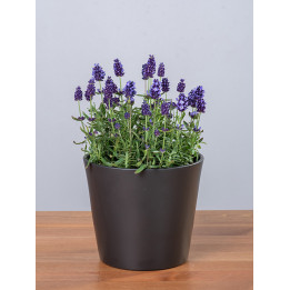 Lawenda 'Lavance Purple'