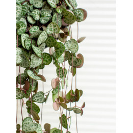 Ceropegia woodii wisząca