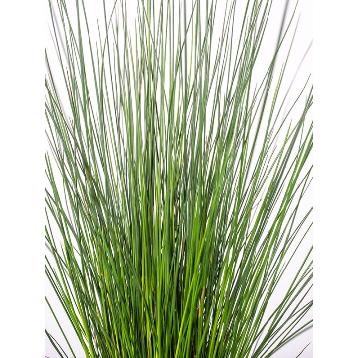 Juncus Pencil Grass
