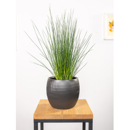 Juncus Pencil Grass