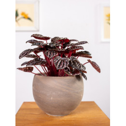 Peperomia 'Red Luna'