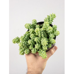 Sedum burrito