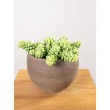 Sedum burrito