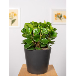 Peperomia 'Green Gold'