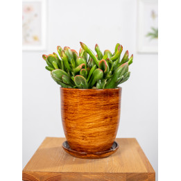 Grubosz 'Red Horn Tree'
