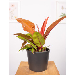 Filodendron 'Prince of Orange' | Mały