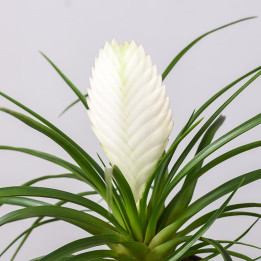 Tillandsia cyanea 'Biancini'