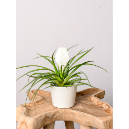 Tillandsia cyanea 'Biancini'