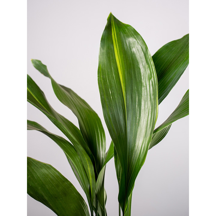 Aspidistra | Mała