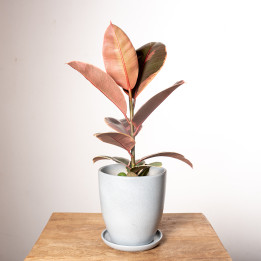 Dracena 'Lemon Lime'