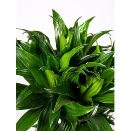 Dracena 'Compacta'