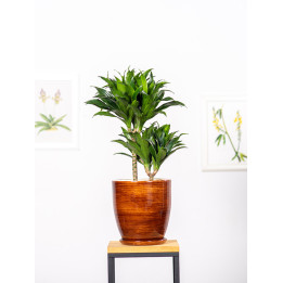 Dracena 'Compacta'