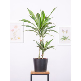 Dracena 'Warneckii'