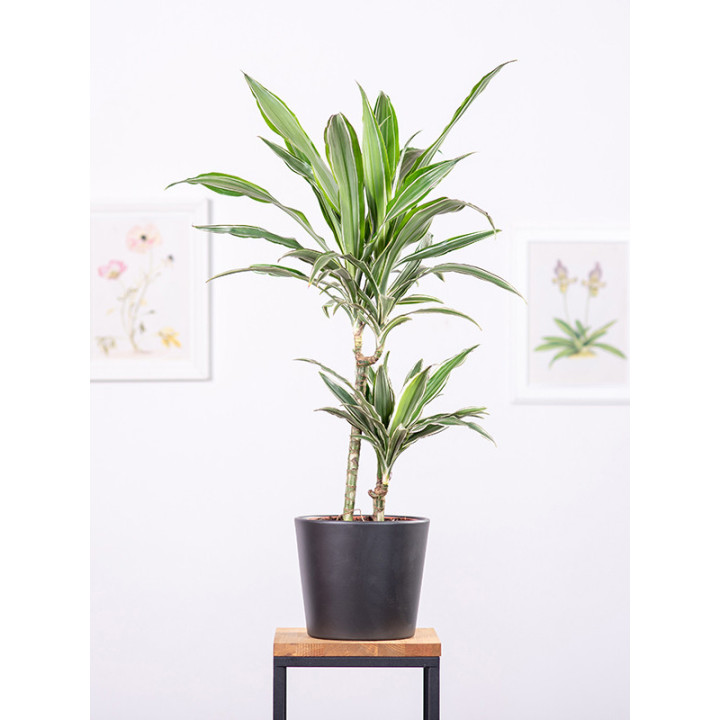 Dracena 'Warneckii'