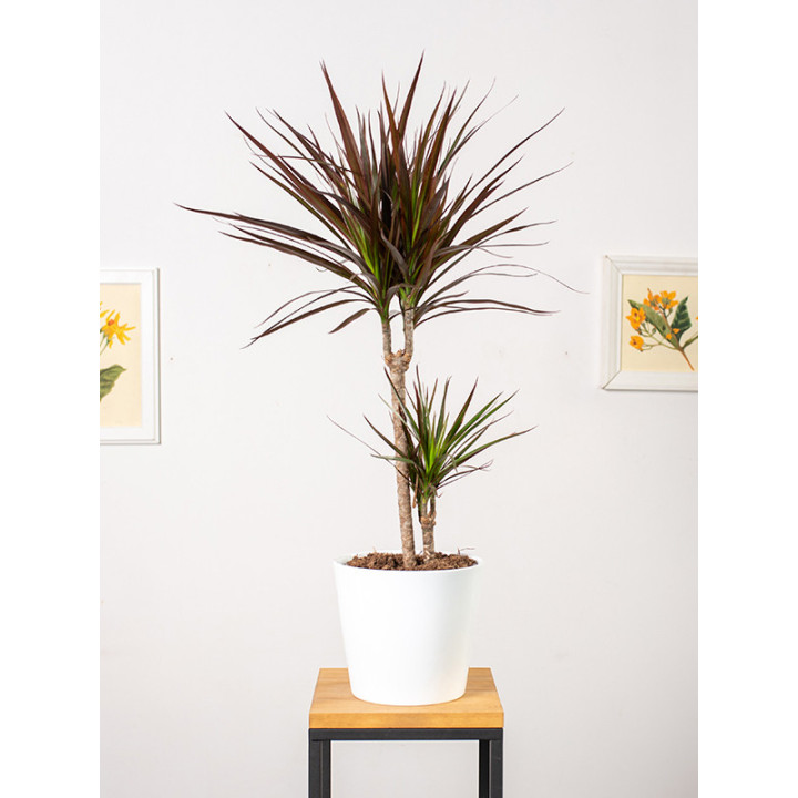 Dracena 'Magenta'