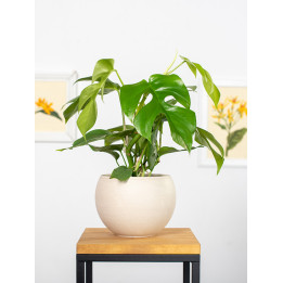 Monstera 'Minima' | Mała