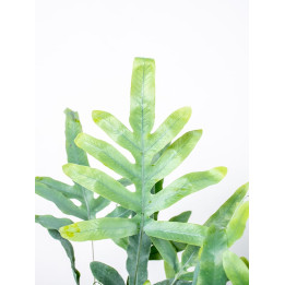 Paproć Flebodium 'Blue Star'