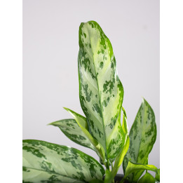 Aglaonema 'Silver Queen' | Mała