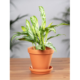 Aglaonema 'Silver Queen' | Mała