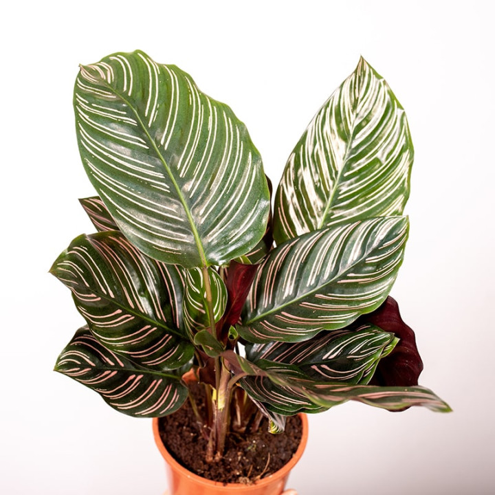 Kalatea 'Sanderiana'