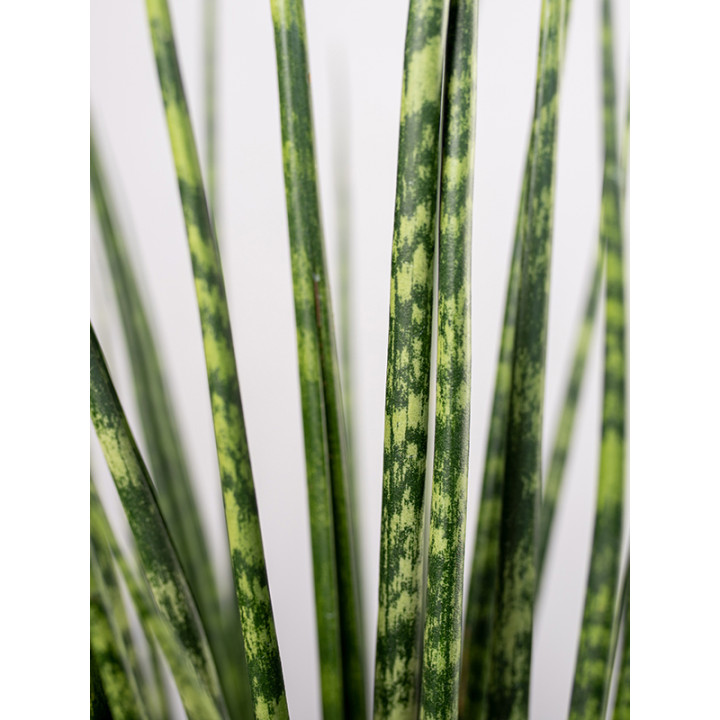 Sansewieria 'Fernwood Mikado'