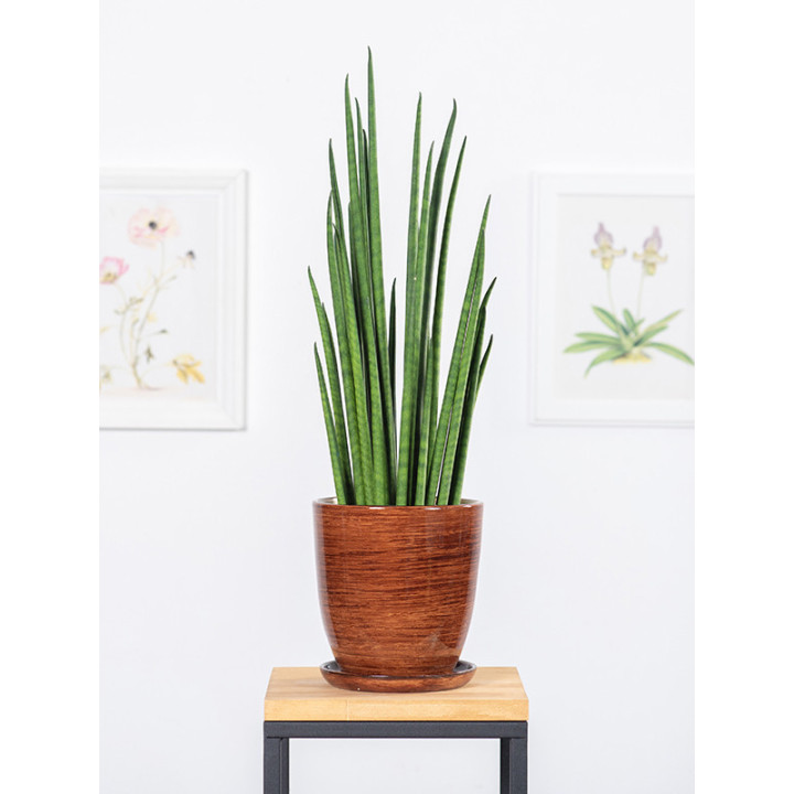 Sansewieria 'Fernwood Mikado'