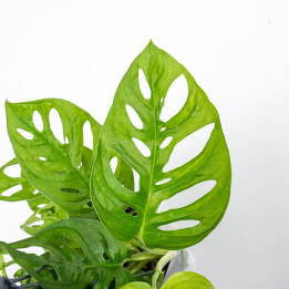 Monstera 'Monkey Mask' | Doniczka Wisząca