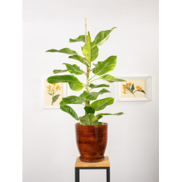 Fikus altissima 'Variegata' | Duży