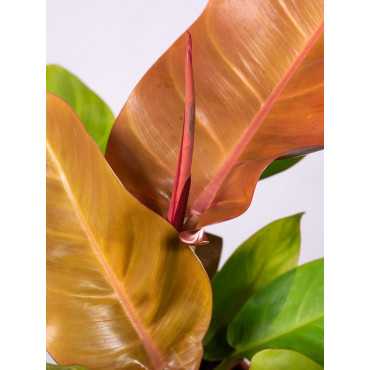Filodendron 'Prince of Orange'
