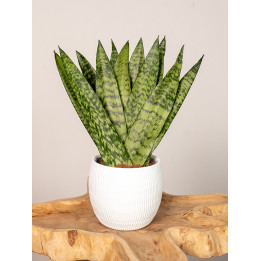 Sansewieria zeylanica Fan