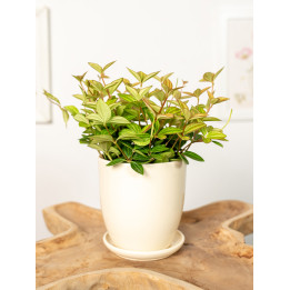 Peperomia 'Rocca Vivace'