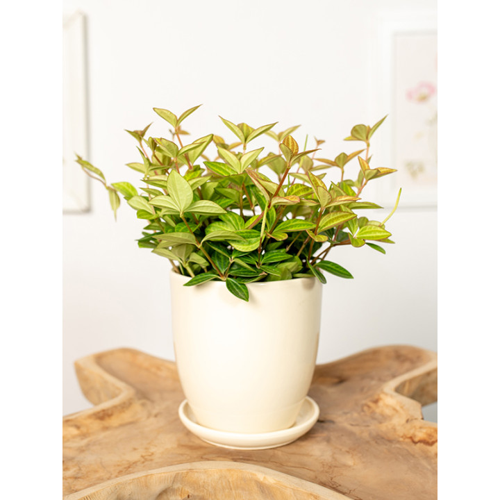 Peperomia 'Rocca Vivace'