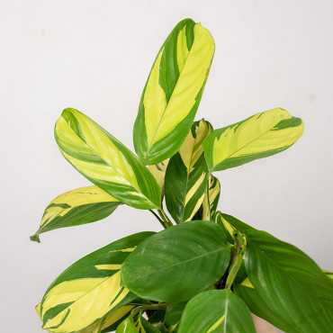 Ctenanthe 'Golden Mosaic' | Małe