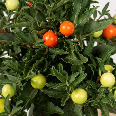 Solanum Psianka