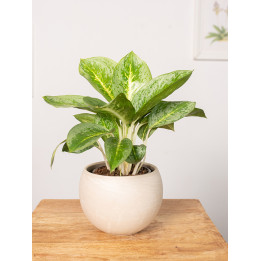 Aglaonema 'Lemon Mint' | Mała