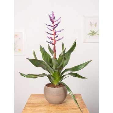 Echmea 'Blue Rain'