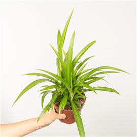 Zielistka 'Lemon'