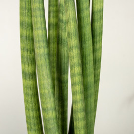 Sansewieria 'Straight'