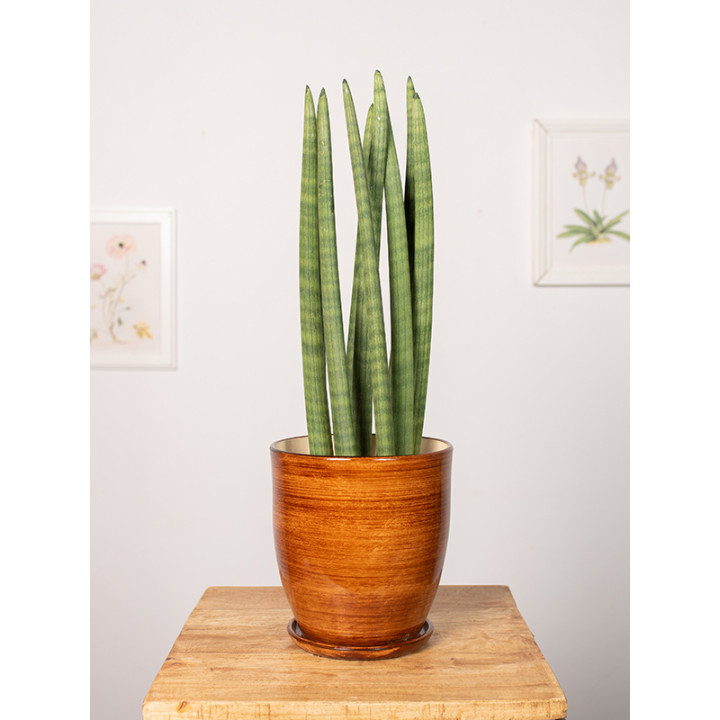 Sansewieria 'Straight'