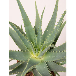Aloes drzewiasty