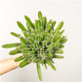 Hylocereus undatus Pitaja | Wiszące