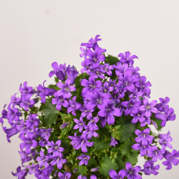 Kampanula 'Porto'
